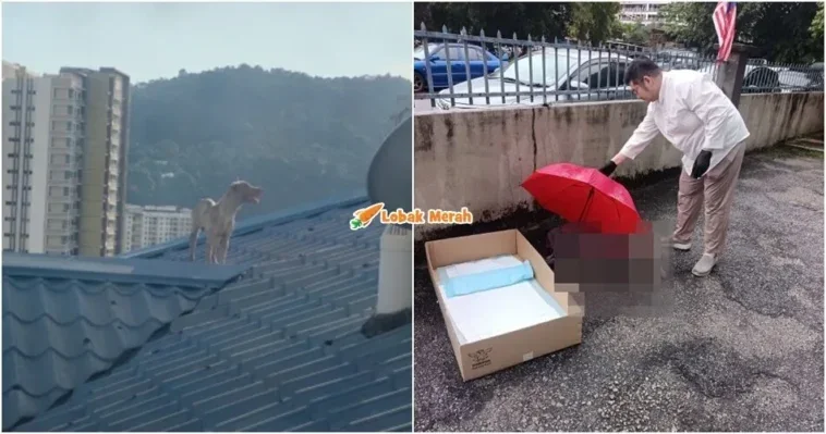 anjing jalanan maut tingkat 17