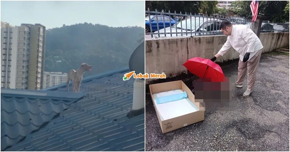 “Maafkan kami” – Anjing Jalanan M*ut Jatuh Dari Tingkat 17 Pangsapuri Di Penang Selepas Seminggu Terperangkap