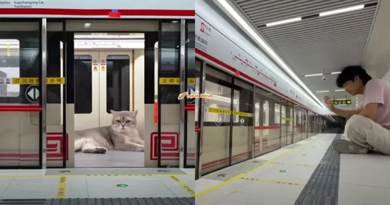 bina stesen kereta api mini untuk kucing