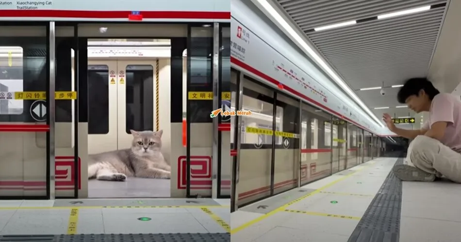bina stesen kereta api mini untuk kucing