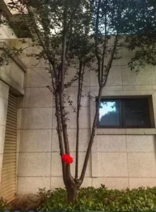 kanak kanak terjatuh atas pokok