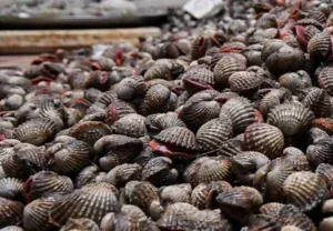 kerang
