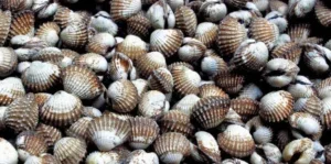 kerang gambar sekadar hiasan