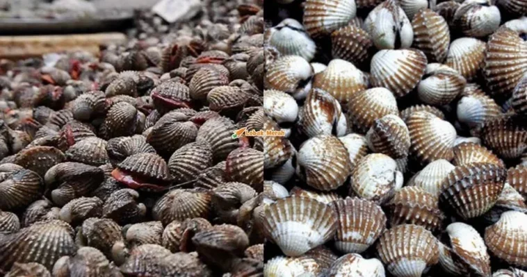 kerang kerangan