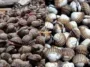 kerang kerangan