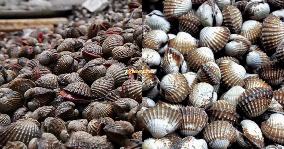 ⁠Nelayan Di Negeri Sembilan Dinasihati Tidak Mengutip Kerang Di Perairan Port Dickson Buat Sementara Waktu
