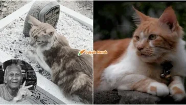 kucing pergi selepas tuannya meninggal dunia
