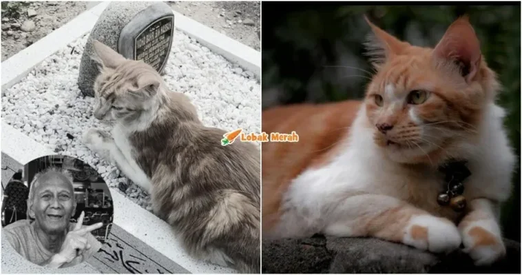 kucing pergi selepas tuannya meninggal dunia