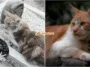 kucing pergi selepas tuannya meninggal dunia