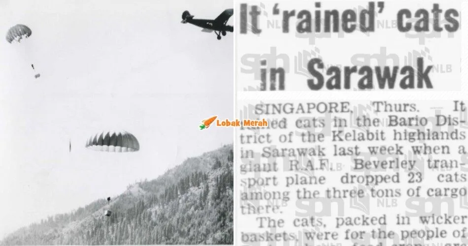 Kucing Jadi Hero? Operasi ‘Cat Drop’ Di Sarawak 1960-an Bantu Selesaikan Masalah Tikus!