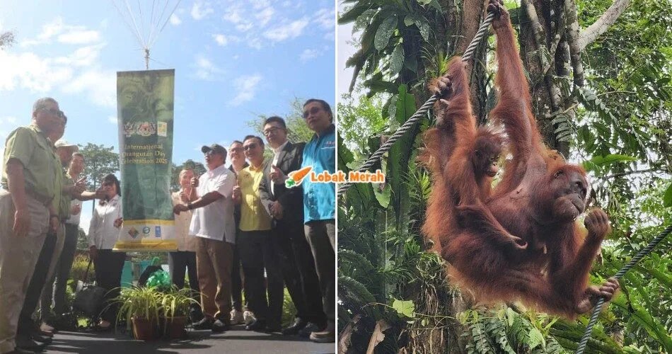 “Kalau orang utan pupus…” – Sarawak & GWP Perkukuh Pemuliharaan Orang Utan Di Sarawak