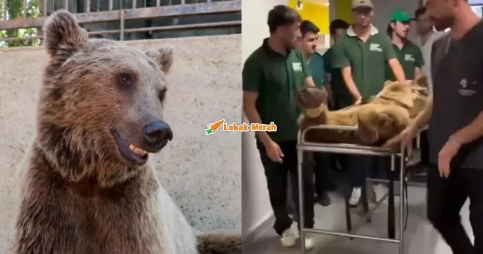 Beruang Makan Buah Berlebihan, ⁠Terpaksa Dibawa Ke Veterinar Kerana Sakit Perut