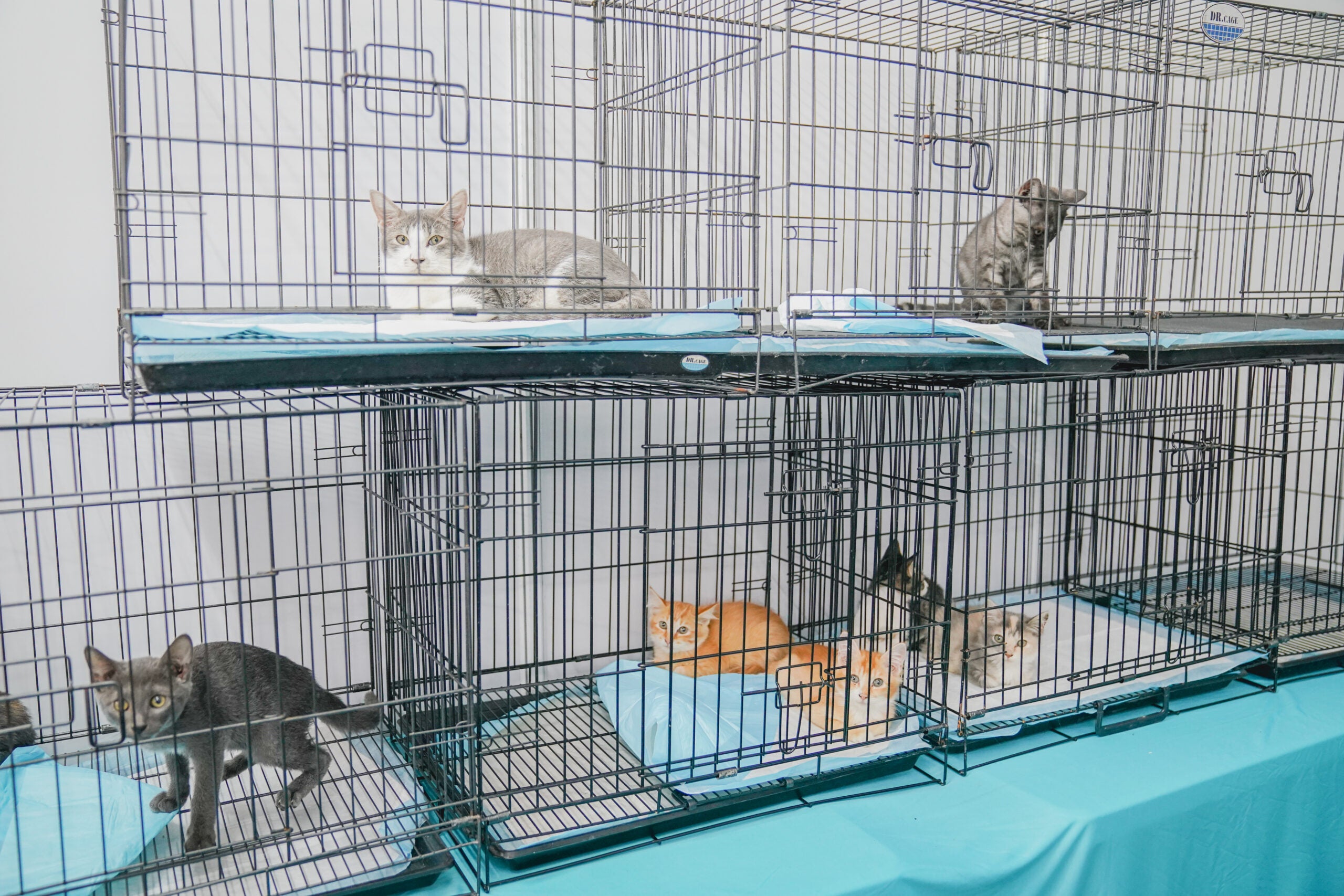 EK2024 Cats 344 scaled