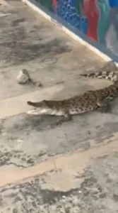 anak buaya