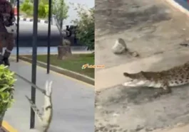 buaya sesat dalam kawasan sekolah