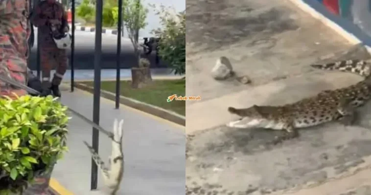 buaya sesat dalam kawasan sekolah