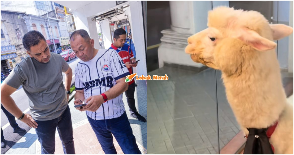 Tular Video Alpaka Dalam Kedai Makan, MBMB Tegas Haiwan Tak Boleh Dibawa Masuk Premis
