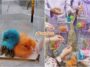 doorgift anak ayam berwarna