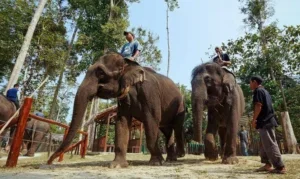 gajah