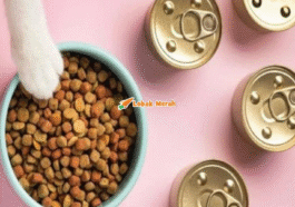 Makanan Kucing