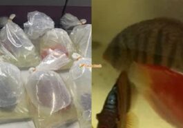Ikan Discus