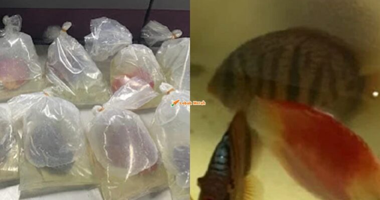 cubaan menyeludup ikan hidup
