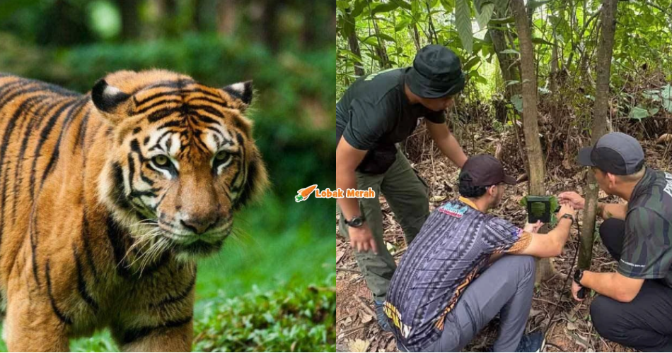 Penduduk Ukay Perdana Buat Aduan Harimau Merayau, Setakat Ini Perhilitan Belum Temui Bukti Fizikal
