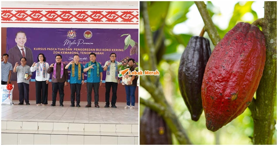 Sabah Kekal Peneraju Koko Negara, Peranan Tenom & Insentif LKM Pacu Pengeluaran