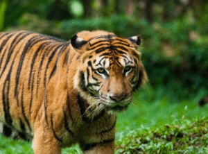 harimau gambar sekadar hiasan