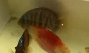 seludup ikan