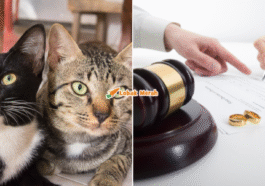 syaz ft 2025 10 27T150906.783