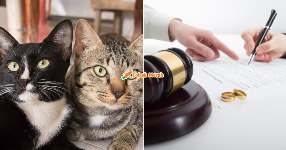 Bekas Suami Kena Bayar RM1.3K Untuk ‘Nafkah’ 2 Ekor Kucing