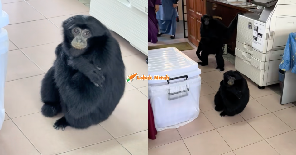 ⁠Bilik Guru Kecoh Selepas 2 Ekor Siamang ‘Ceroboh’ Masuk