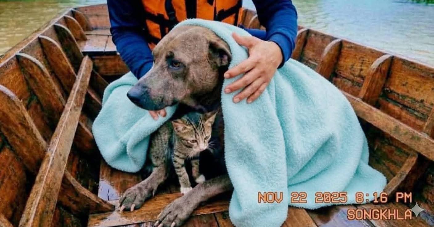 588156483 1413529377007659 3200280085031171875 n