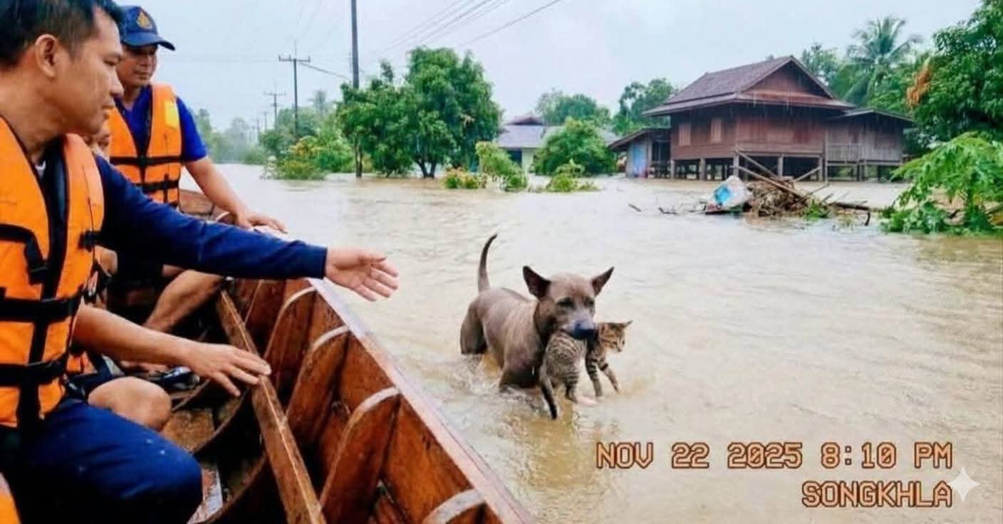 588674657 1413529280341002 2708019260675242928 n