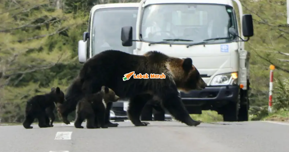 13 Orang Terkorban Akibat Serangan Beruang, Jepun Galakkan Bekas Polis & Tentera Ambil Lesen Memburu