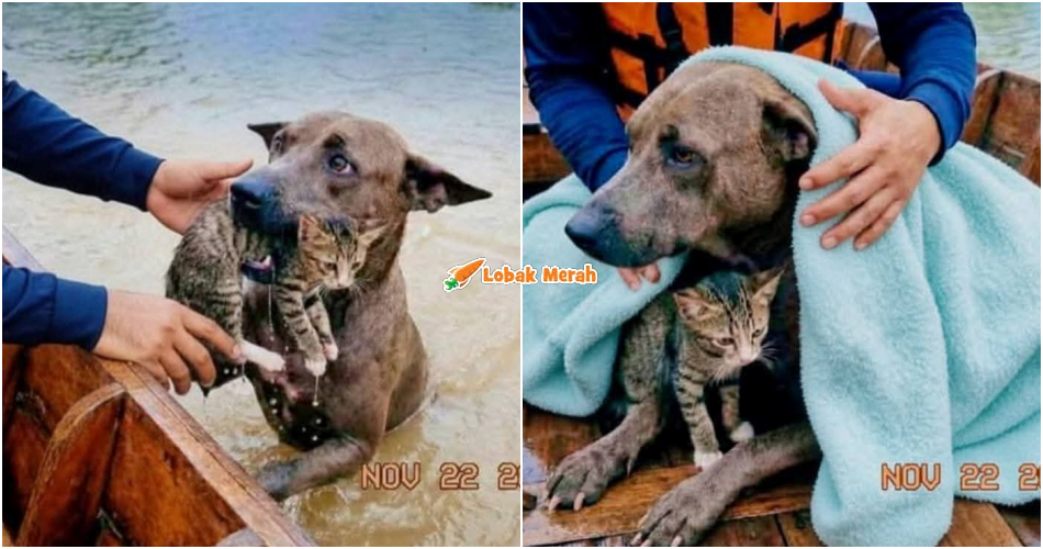“Rupanya fake…” – Pakar Dedah Gambar Anjing Selamatkan Kucing Ketika Banjir Thailand Sebenarnya Janaan AI