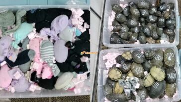 cuba seludup kura kura