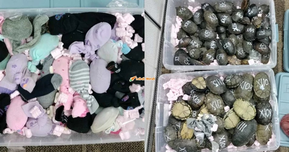 Lelaki Gagal Seludup Kura-kura Ke Vietnam Lepas Ditahan Oleh Pihak Berkuasa Di KLIA