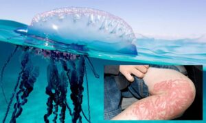 obor 23 51 523795 696x418 1