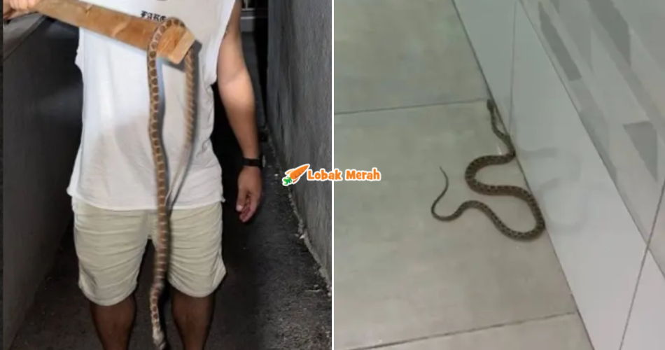 "Kami seperti tinggal di Jurassic Park" - Penduduk Israel Kini 'Diserang' Ular