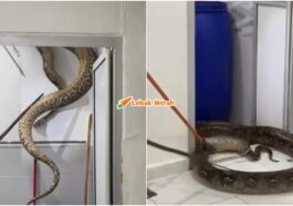 ular sawa 60kg siling tandas