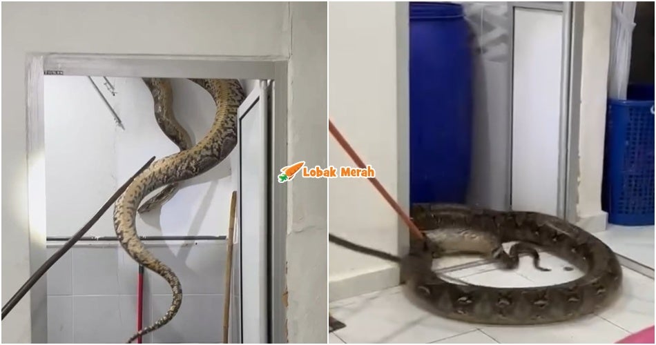 Pelik Nampak Kain Batik Dekat Siling Tandas, Guru Terkejut Rupanya Ular Sawa 60kg