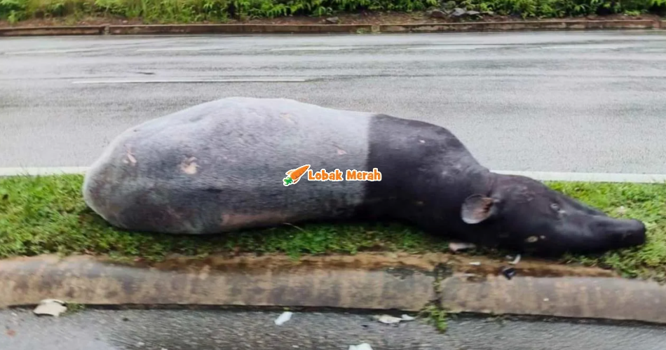 Dipercayai Dilanggar, Tapir Jantan Seberat 250kg Ditemui Mati Di Kemaman