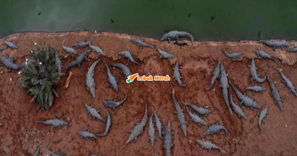 Dakwa Dijadikan ‘Senjata Musuh’, Israel Tembak Mati Ratusan Buaya