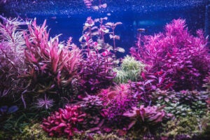 AE2024 Aquascape 5