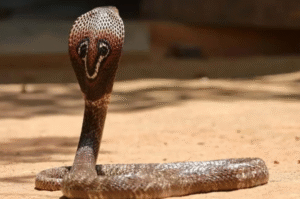 Screenshot 2025 12 29 172315