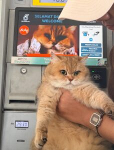 SnapInsta.to 567313707 18544211065029551 1981922060126995929 n