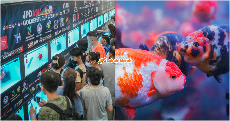 Dari Ikan Eksotik Sampai Dunia Bawah Laut, Ekspo Akuatik Terbesar Malaysia Kembali 26–28 Disember Ni