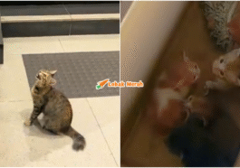 Collage 18